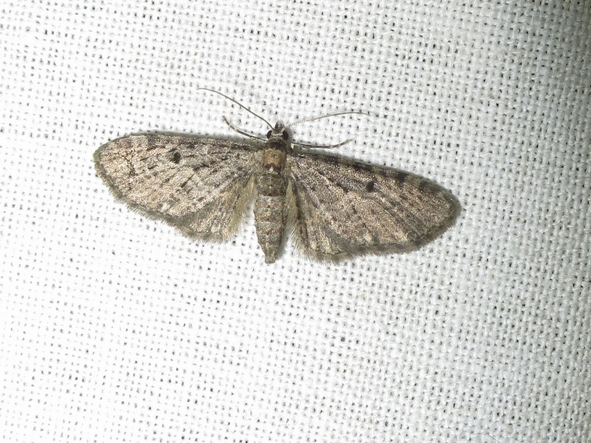 Eupithecia virgaureata - aranyvessző-törpearaszoló