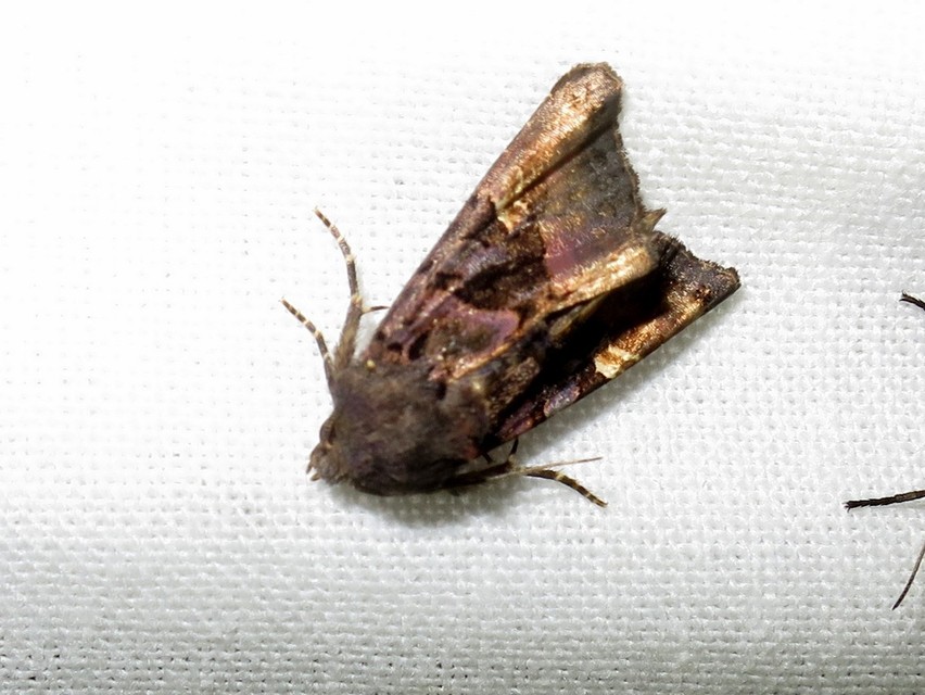 Euplexia lucipara - szeder-csipkésbagoly