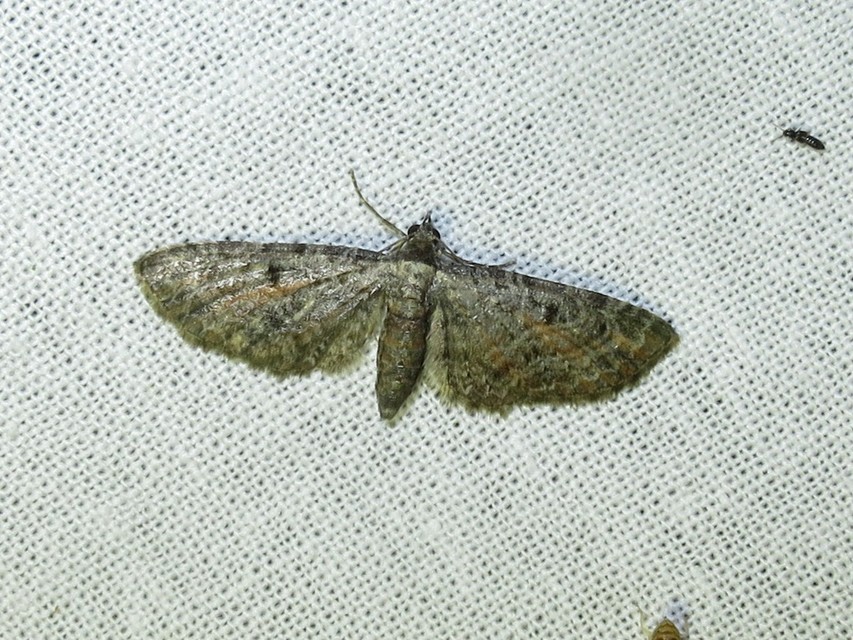 Eupithecia icterata - rozsdafoltos törpearaszoló
