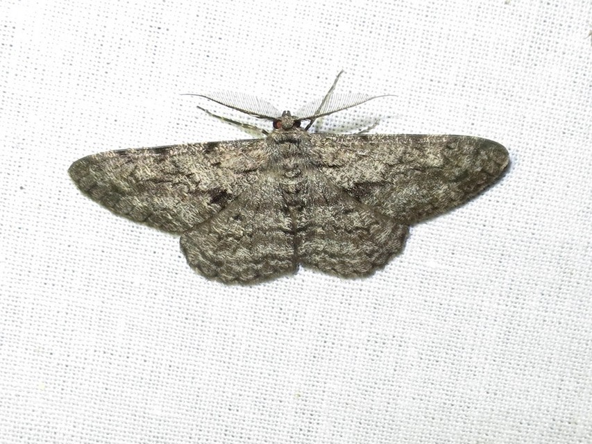 Hypomecis roboraria - nagy tölgyfaaraszoló