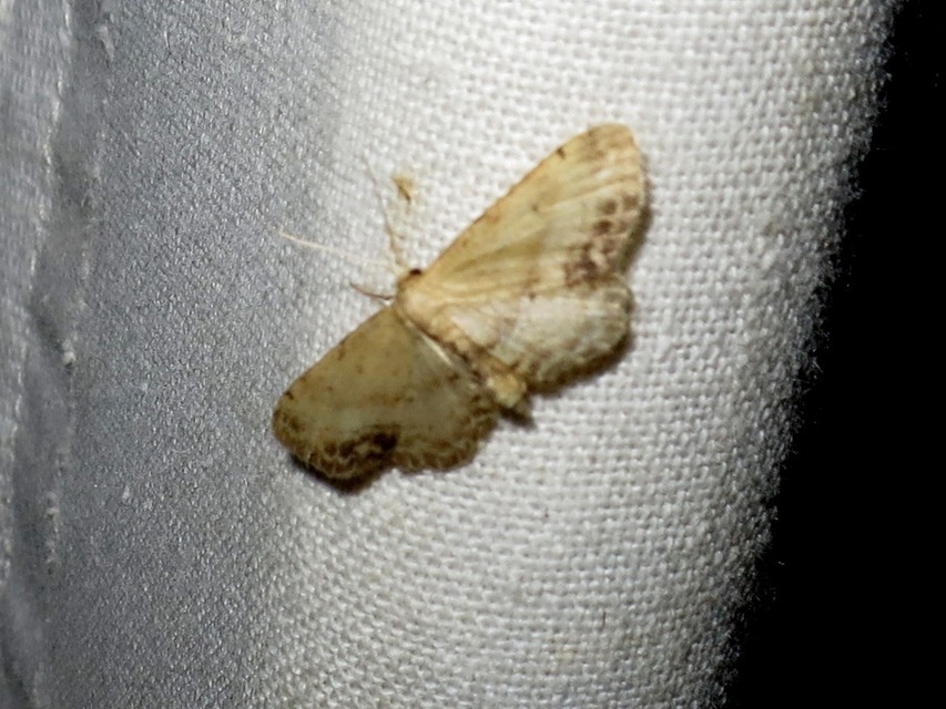 Idaea dimidiata - gyakori apróaraszoló