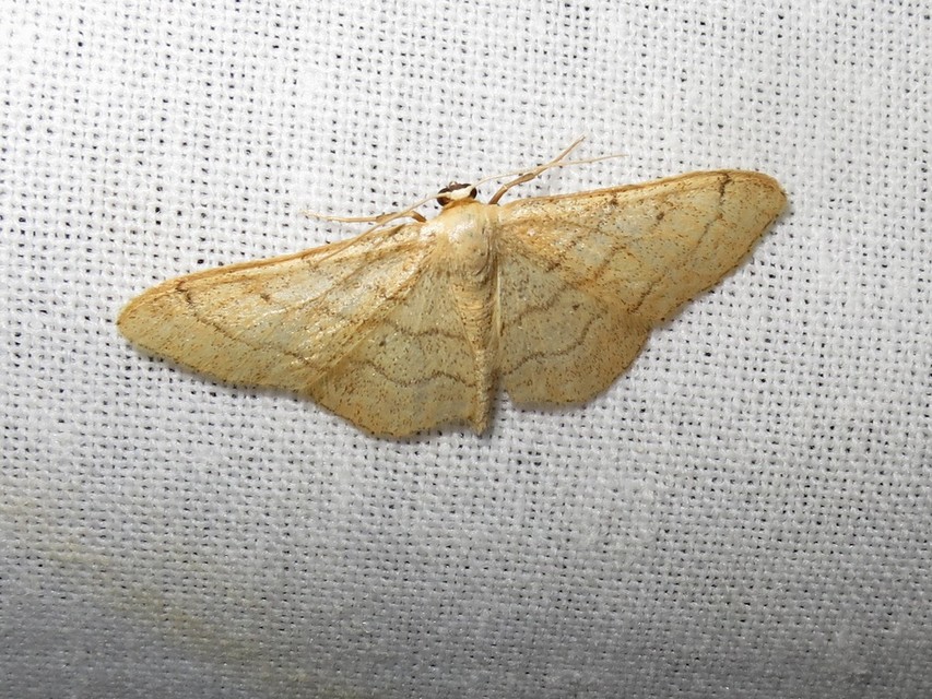 Idaea deversaria - egyszínű sávosaraszoló