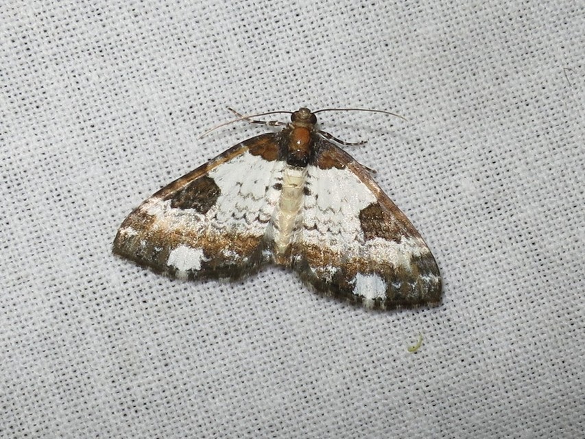 Melanthia procellata - hullámos tarkaaraszoló