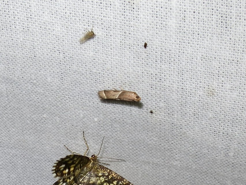Nyctegretis lineana - agátszínű karcsúmoly