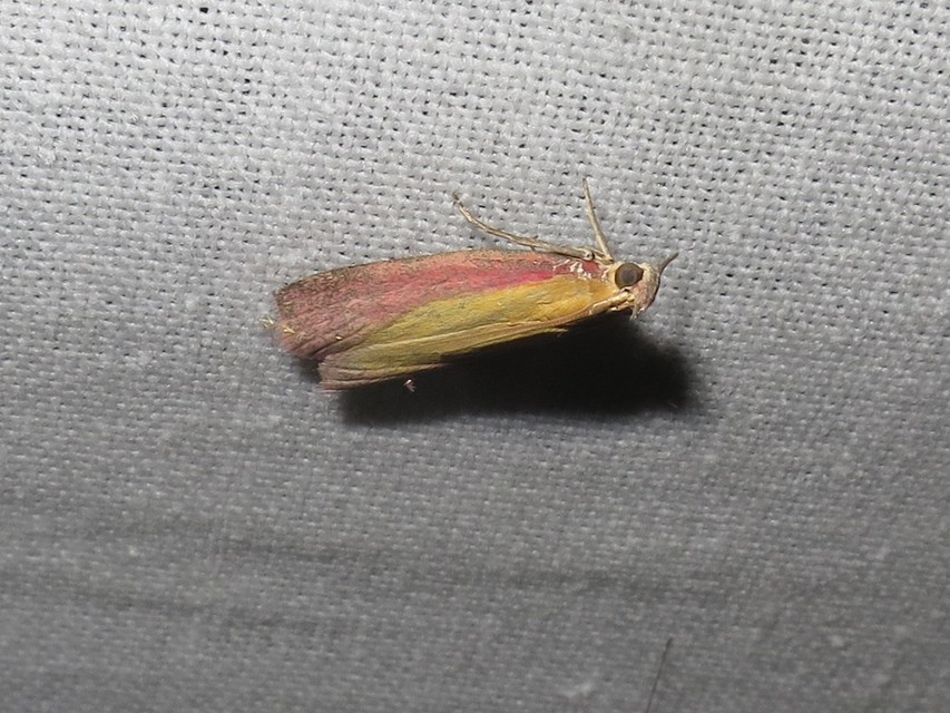 Oncocera semirubella - lucernamoly