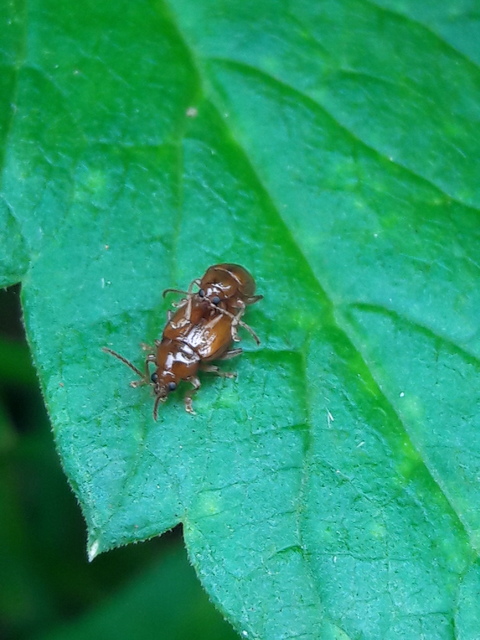 Neocrepidodera