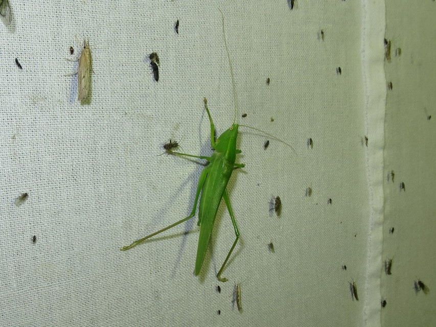 Ruspolia nitidula - nagy kúpfejűszöcske