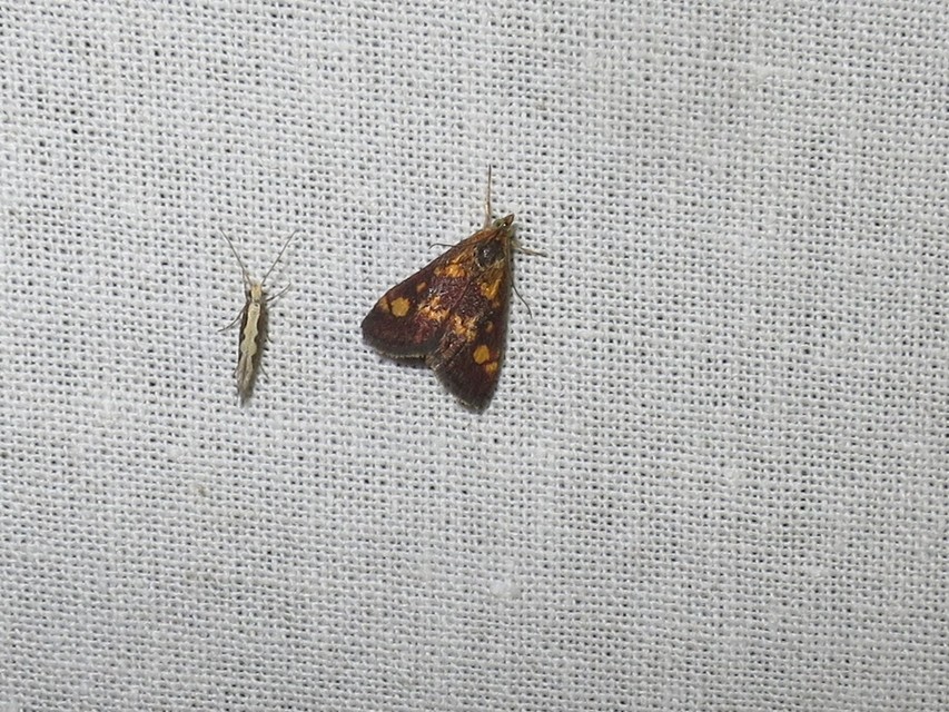 Pyrausta aurata - aranyló bíbormoly