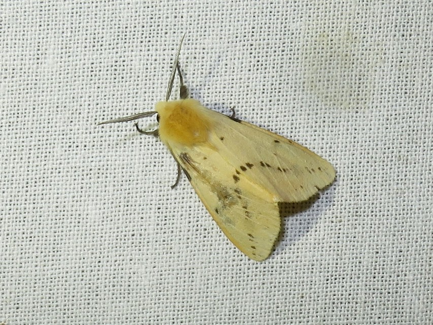 Spilarctia lutea - sárgás medvelepke