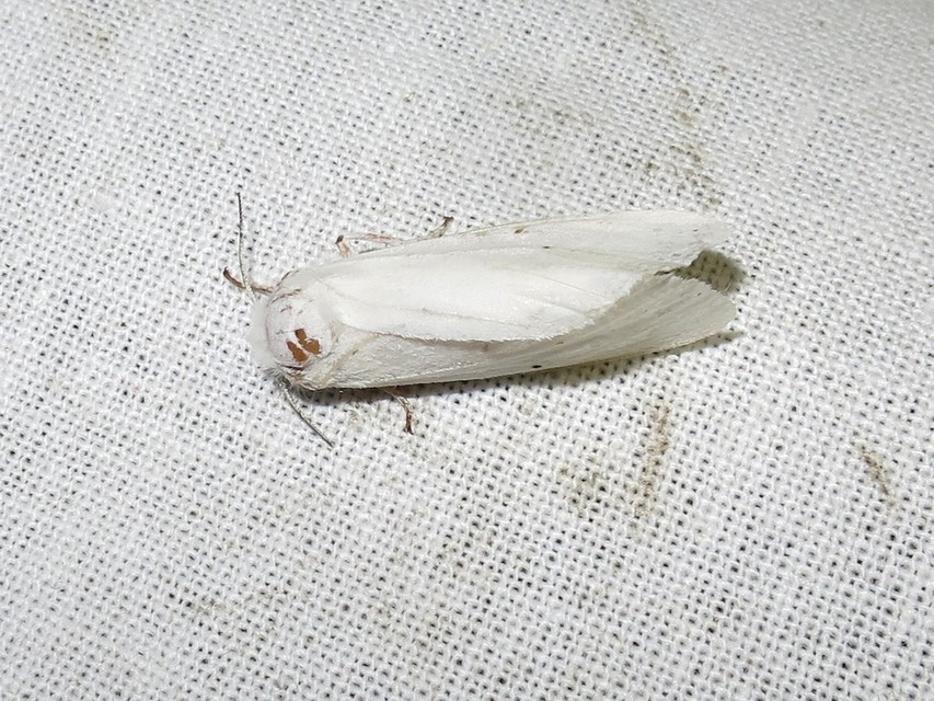 Spilosoma urticae - hószínű medvelepke