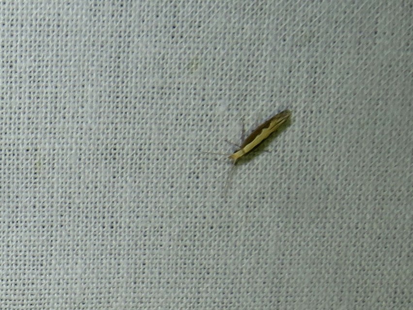 Plutella xylostella - káposztamoly