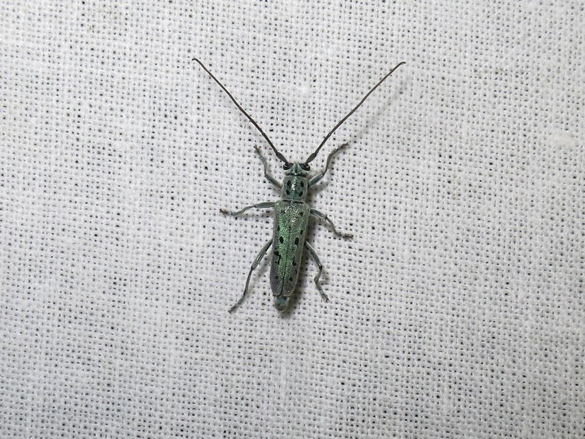 Saperda punctata - pettyes szilcincér Saperda punctata - pettyes szilcincér