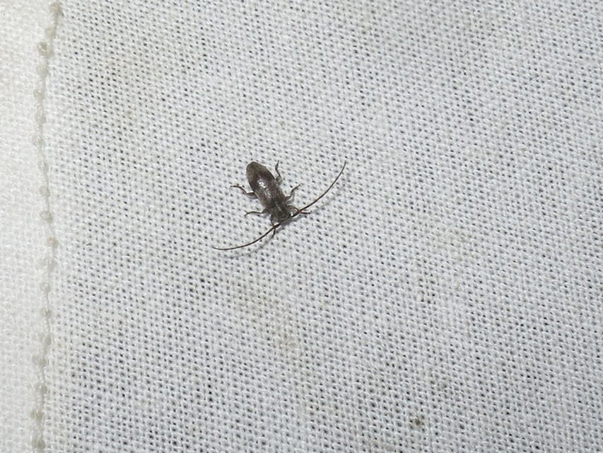 Exocentrus punctipennis - szilfa-rőzsecincér