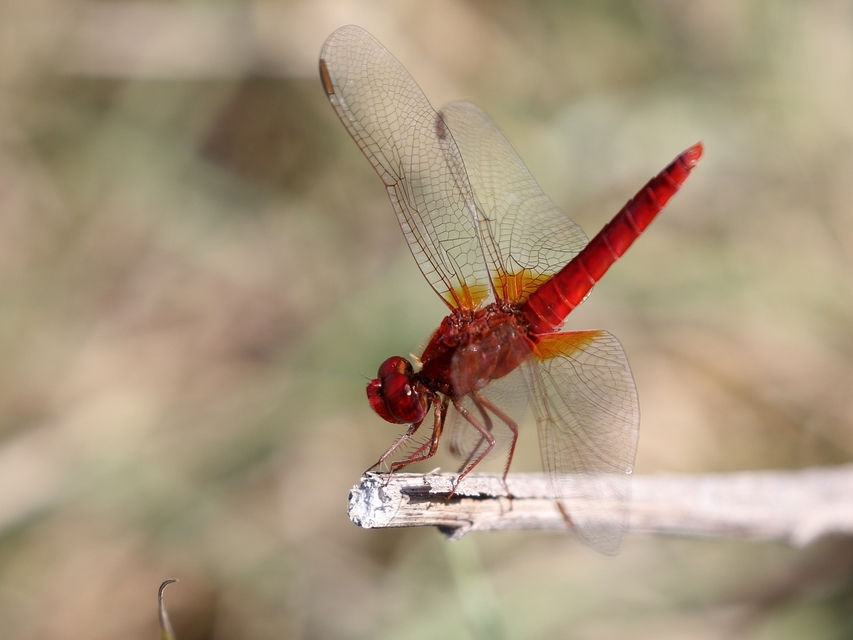 Crocothemis erythraea - skarlát szitakötő