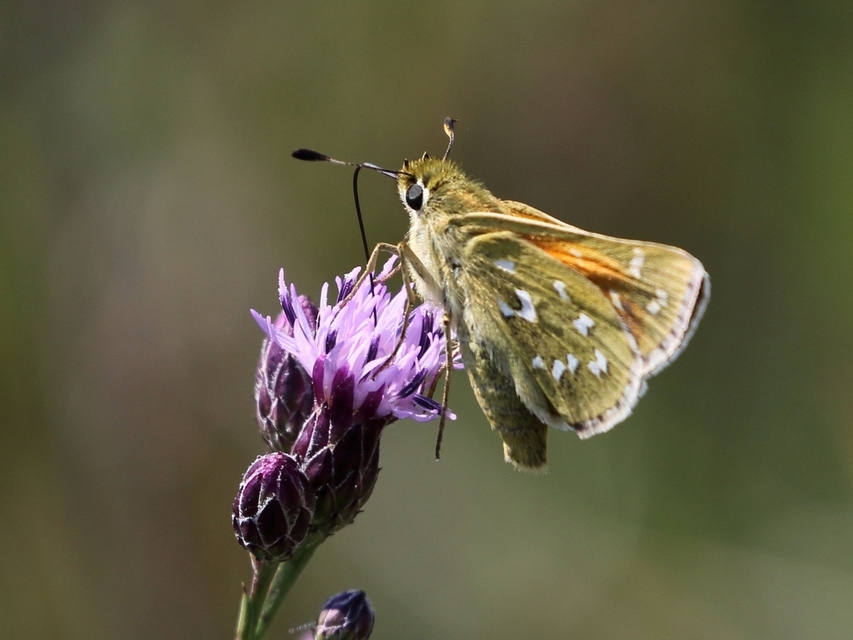 Hesperia comma - vesszős busalepke