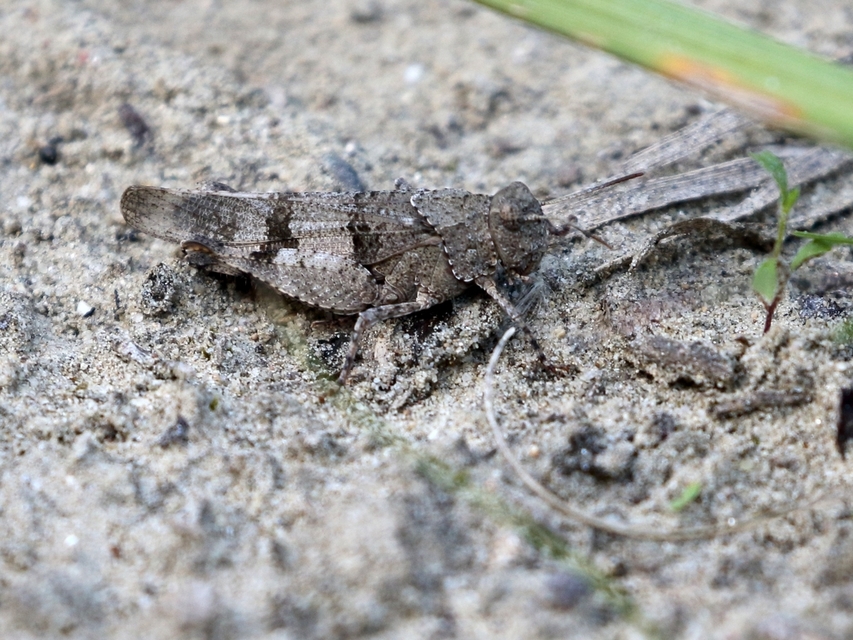 Oedipoda caerulescens - kékszárnyú sáska