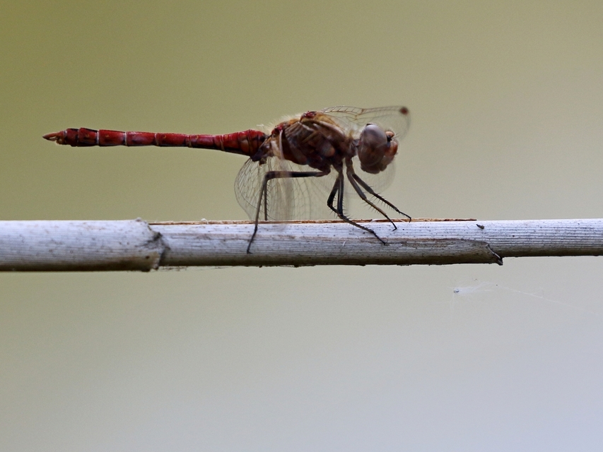 Sympetrum vulgatum - barkós katona-szitakötő