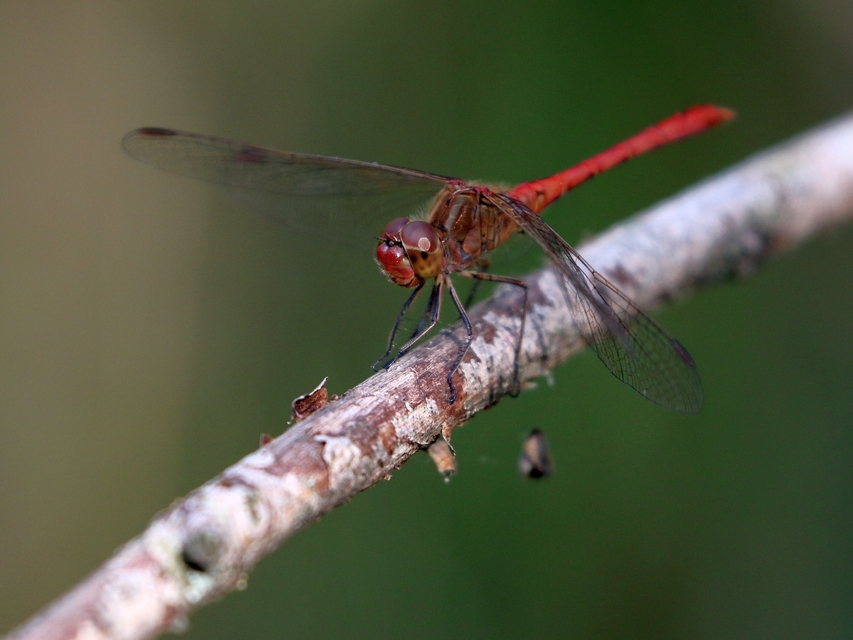 Sympetrum meridionale - fakó katona-szitakötő