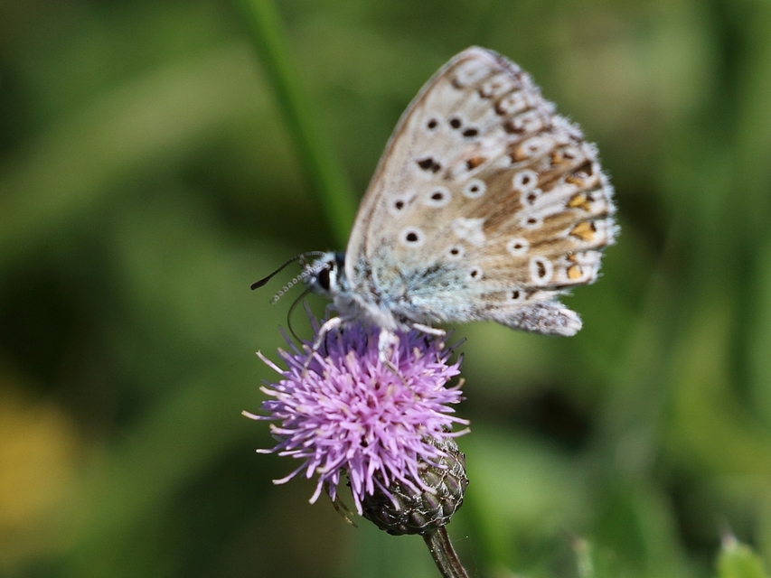 Polyommatus coridon - ezüstkék boglárka