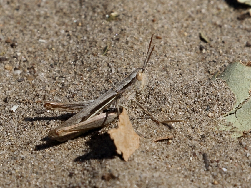 Chorthippus (Chorthippus) (subgenus)