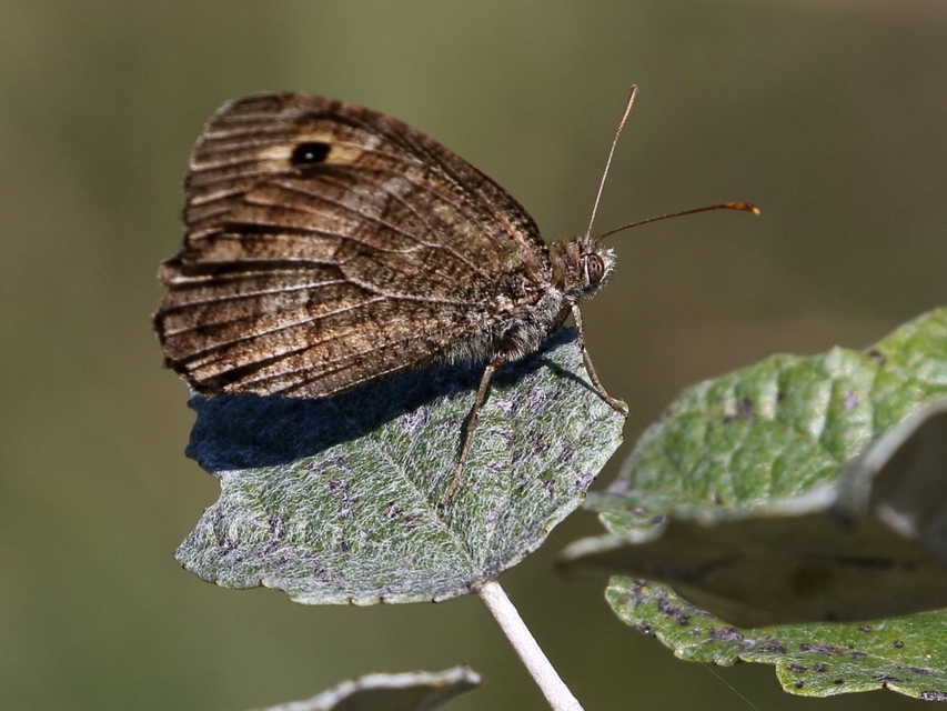 Arethusana arethusa - közönséges szemeslepke