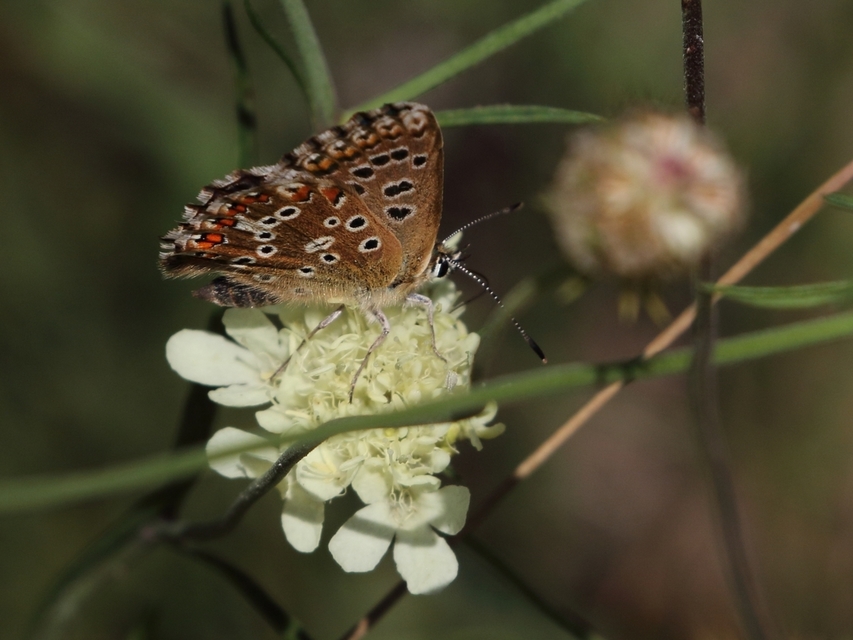 Polyommatus coridon - ezüstkék boglárka