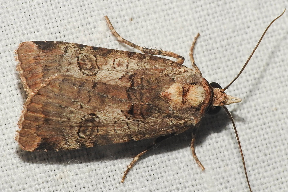 Epilecta linogrisea - karcsú sárgafűbagoly