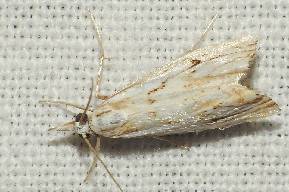 Catoptria falsella - hálós fűgyökérmoly