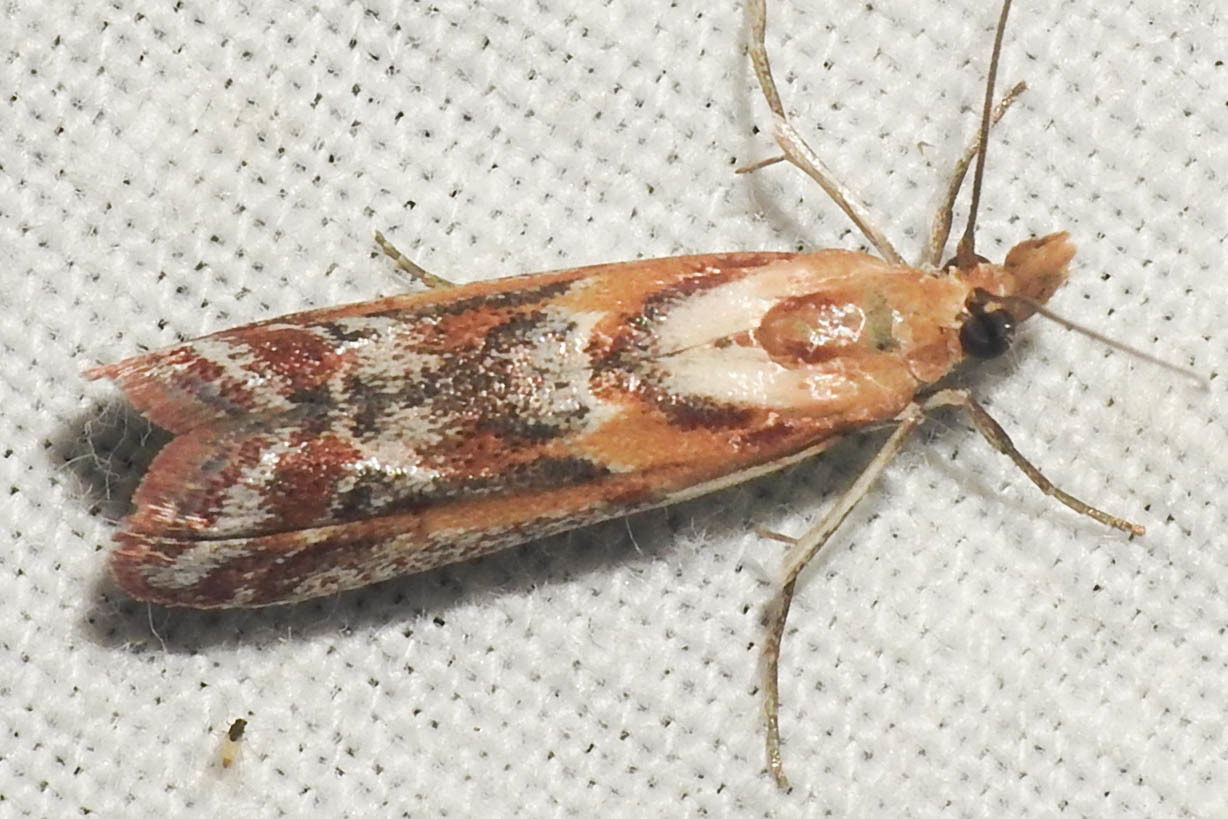 Ancylosis cinnamomella - fahéjszínű karcsúmoly