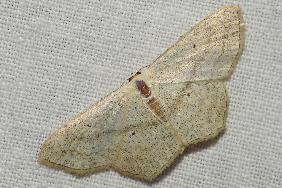 Scopula nigropunctata - feketepettyes araszoló