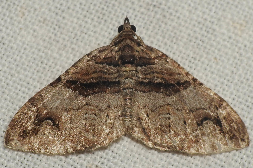 Pareulype berberata - sóskafa-tarkaaraszoló