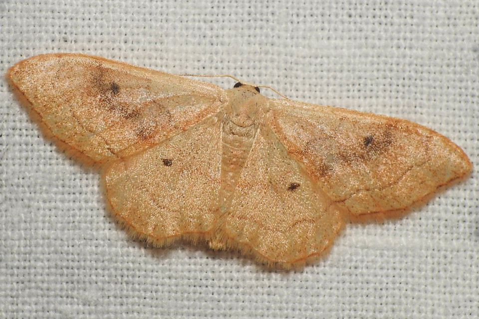 Idaea rubraria - vörössávos araszoló