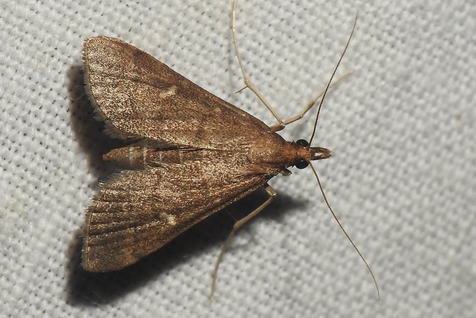 Dolicharthria punctalis - hosszúlábú tűzmoly