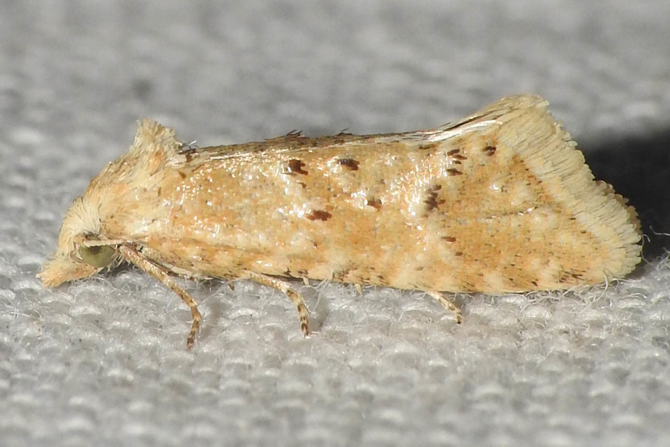 Cochylimorpha meridiana