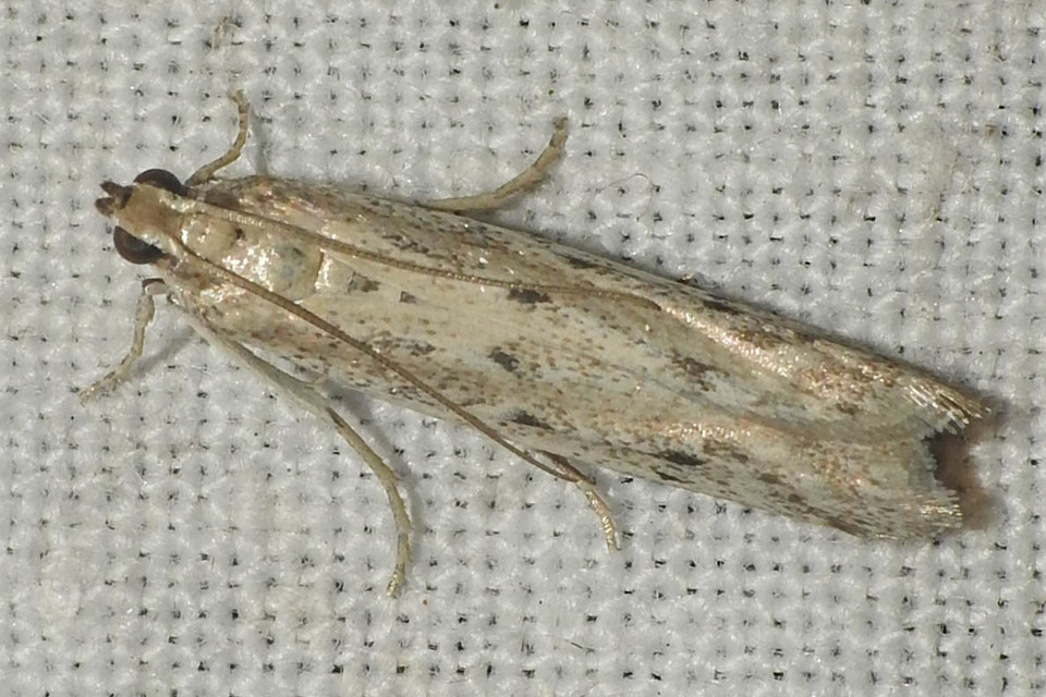 Homoeosoma nebulella - napraforgómoly