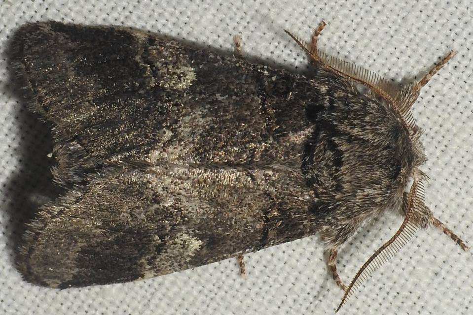 Drymonia querna - tölgyfa-púposszövő