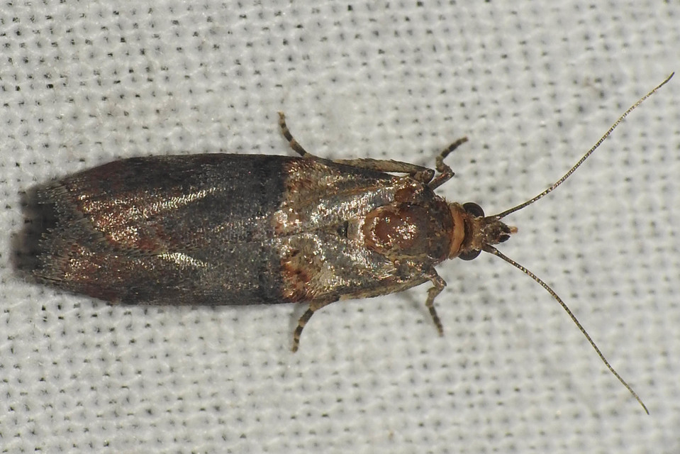 Trachonitis cristella - bokorrágó karcsúmoly