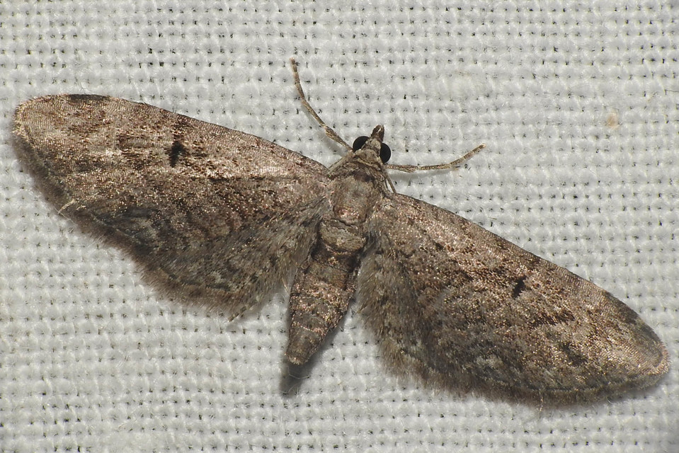 Eupithecia innotata - hegyesszárnyú törpearaszoló