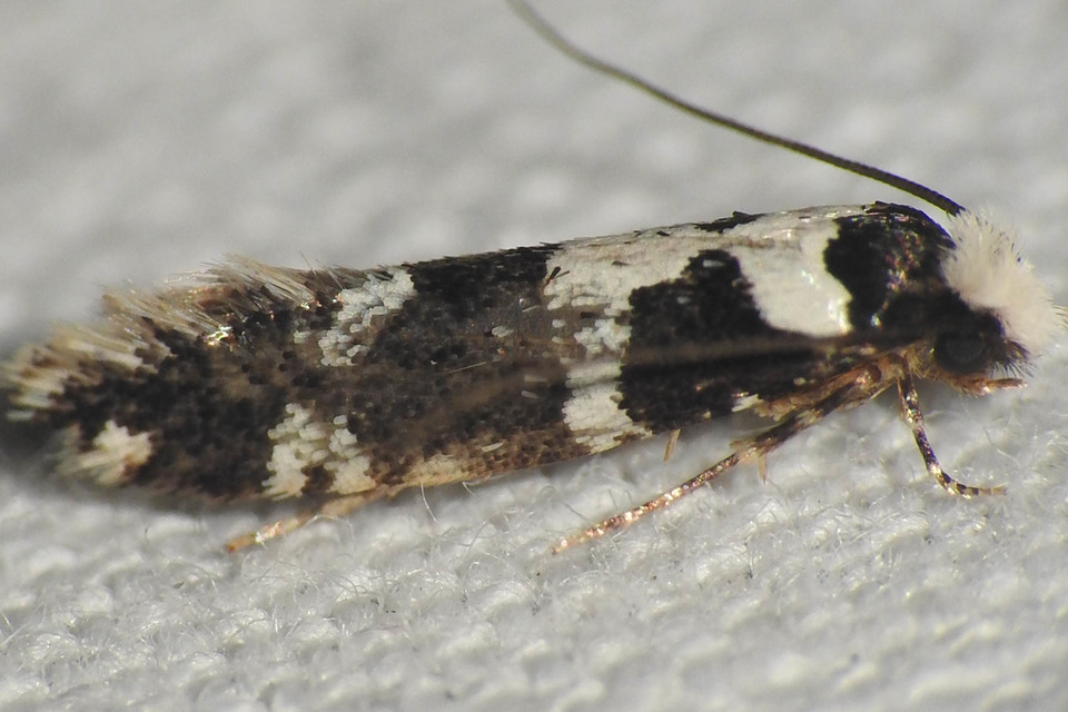 Neurothaumasia ankerella - magyarmoly