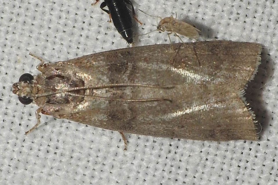 Sciota rhenella - alföldi karcsúmoly