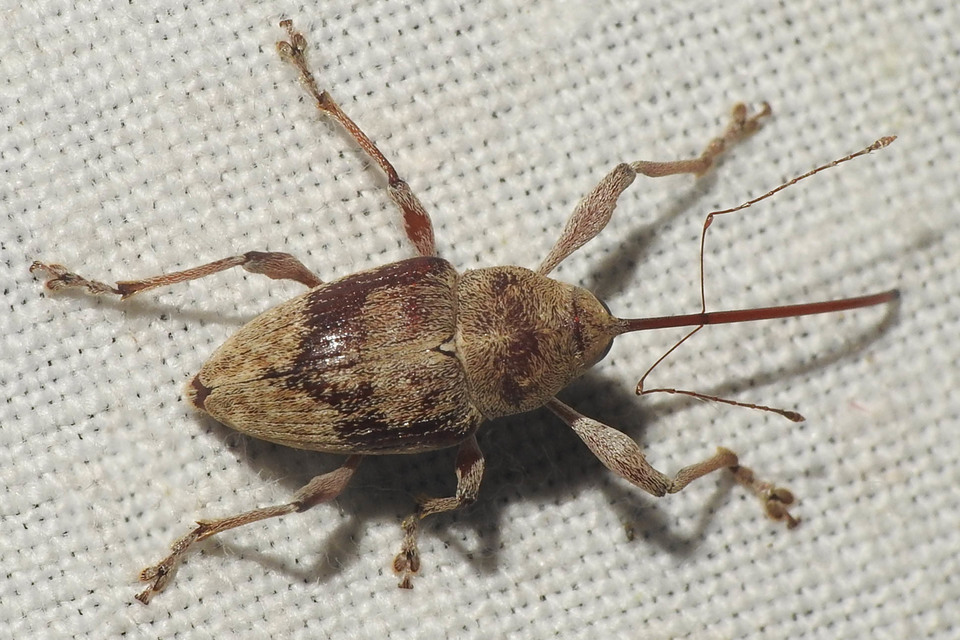Curculio elephas - gesztenyezsuzsóka