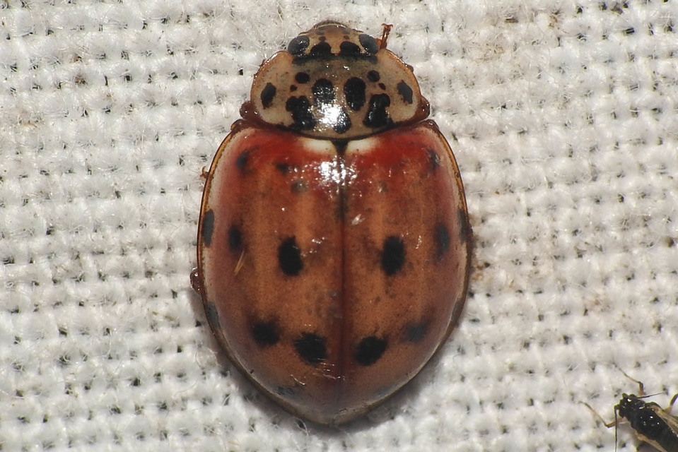 Harmonia quadripunctata - négypettyes katica