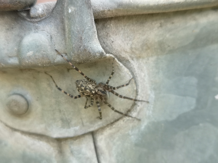 Tegenaria