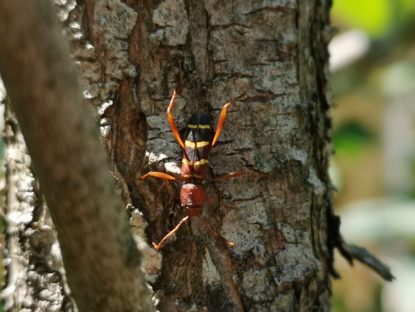 Neoclytus acuminatus - amerikai darázscincér