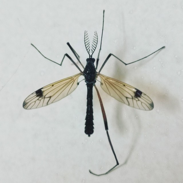 Dictenidia bimaculata
