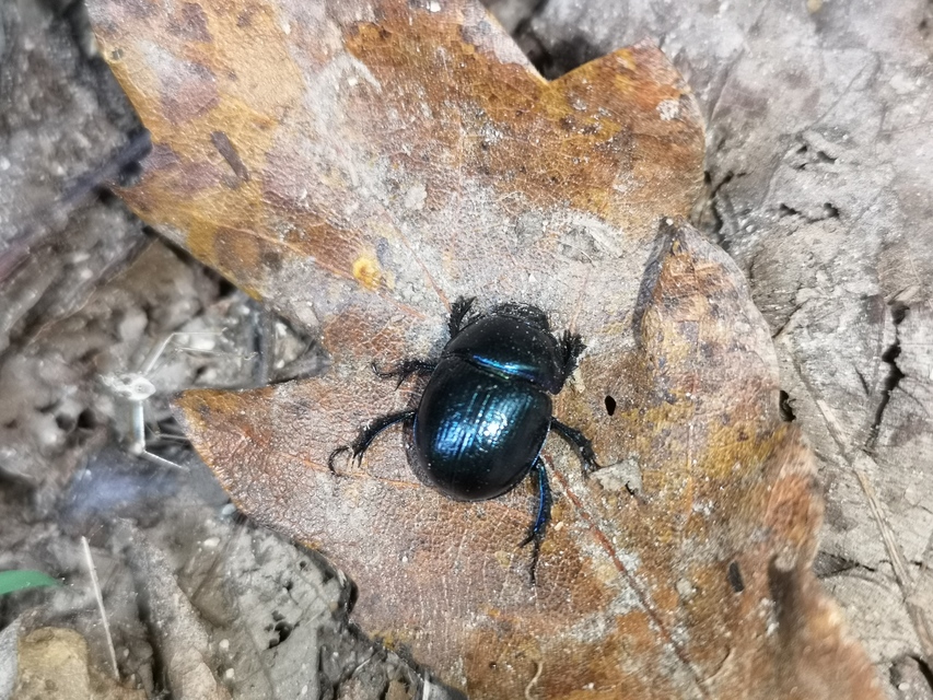 Anoplotrupes stercorosus - erdei álganéjtúró