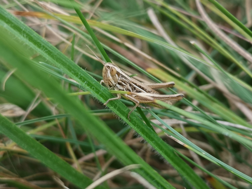 Euchorthippus declivus - rövidszárnyú rétisáska