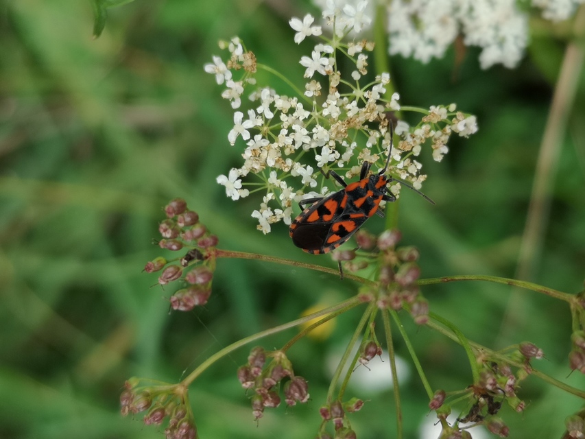 Spilostethus saxatilis - virágbodobács