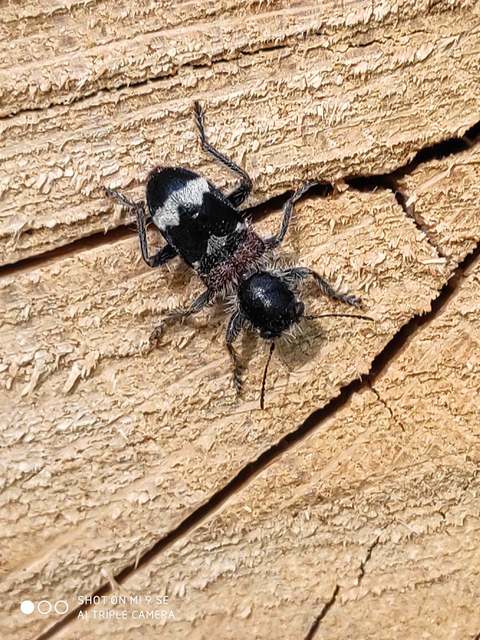 Clerus mutillarius - feketenyakú szúfarkas