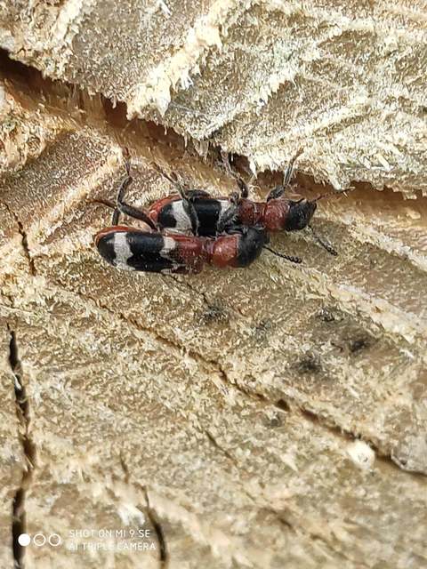 Thanasimus formicarius - vörösnyakú szúfarkas